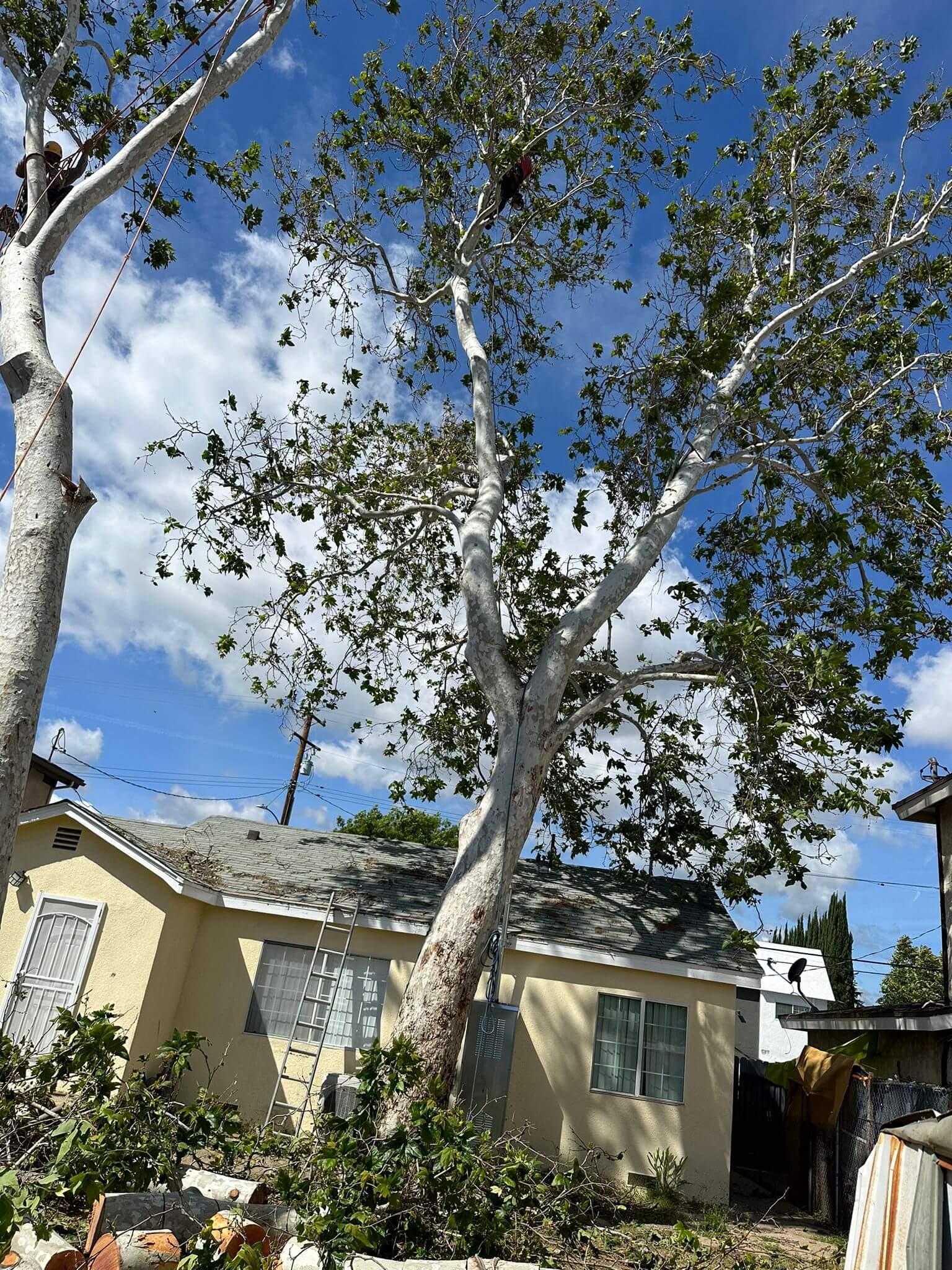 Tree removal and cleaning 1