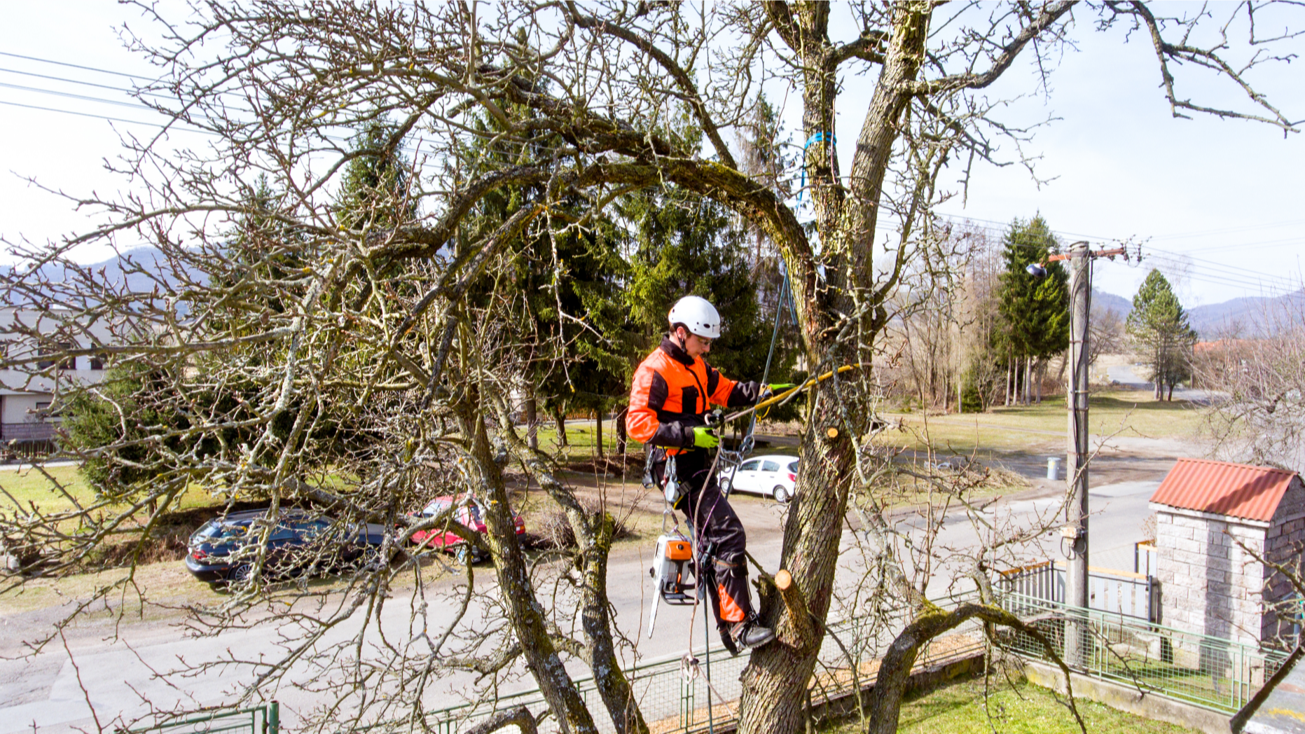 Zuniga's Tree Service performs tree pruning, and tree cleaning, keeping your environment looking beautiful and safe.