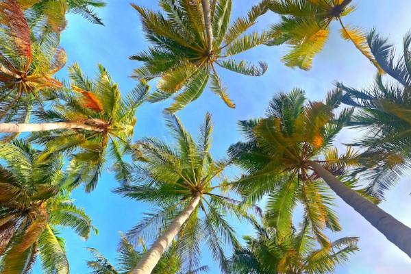 Palm Trimming, Skinned