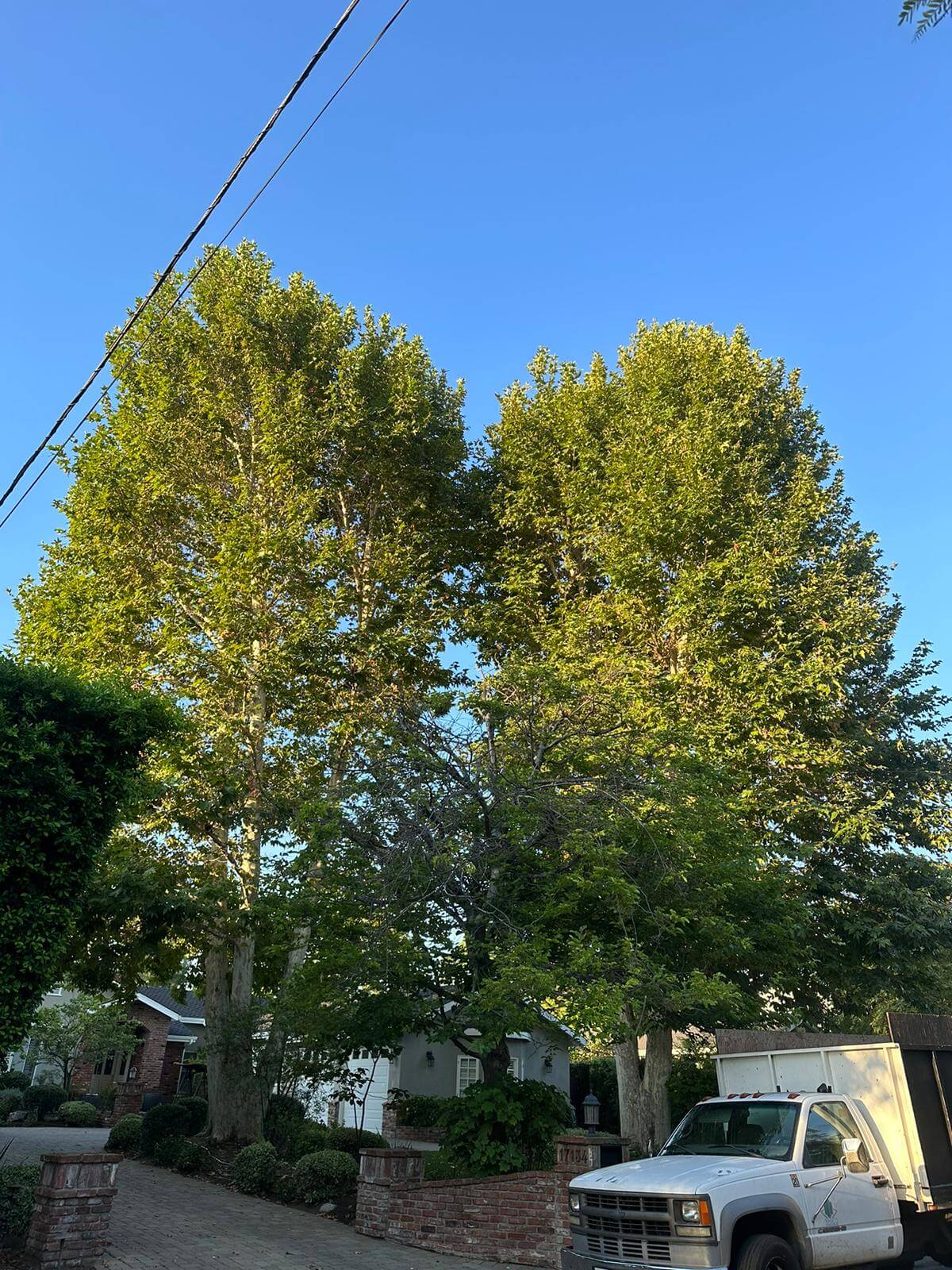 Sycamore tree trimming and shape 1