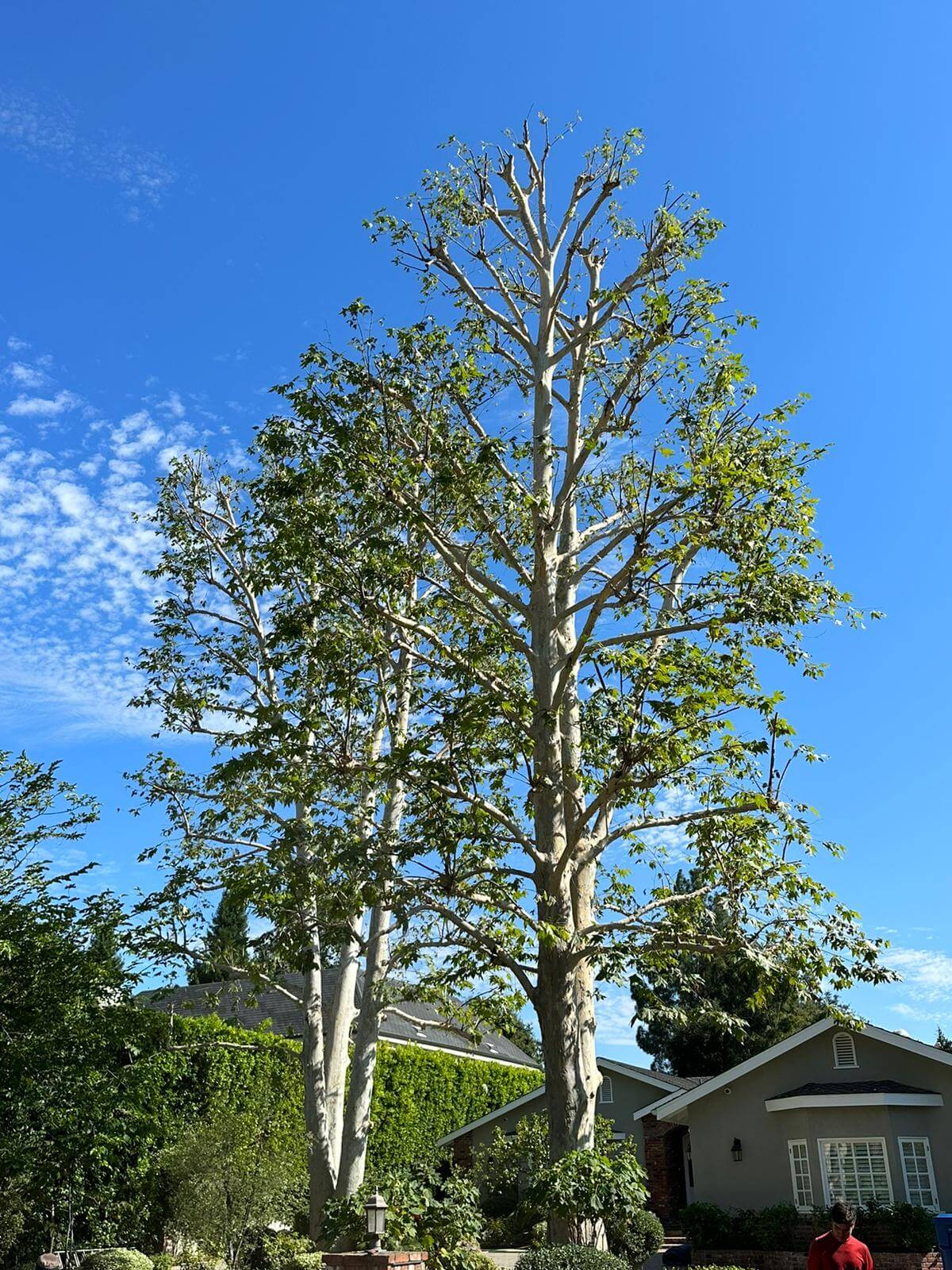 Sycamore tree trimming and shape 2